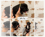 Small Photo #24 Labmatian Puppy For Sale in ANTIOCH, CA, USA