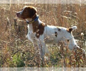Father of the Brittany puppies born on 11/24/2025