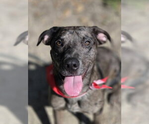 Dominic - Adoption Pending! - Male Catahoula Leopard Dog Dog for Adoption - Photo #12