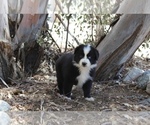Puppy Diamond Australian Shepherd