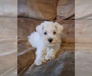Schnauzer (Miniature) Puppy for sale in LAKEVILLE, OH, USA