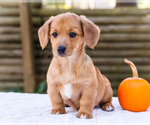 Puppy Daisy Dorgi