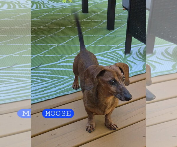 Medium Photo #3 Dachshund Puppy For Sale in Taunton, MA, USA