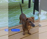 Small Photo #3 Dachshund Puppy For Sale in Taunton, MA, USA