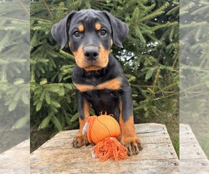 Rottweiler Puppy for sale in MIDDLEBURY, IN, USA