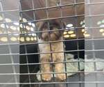 Small Shih Tzu