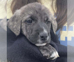 Scarr - Male Mutt Dog for Adoption - Photo #3