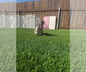 French Bulldog Puppy for sale in SAN DIEGO, CA, USA
