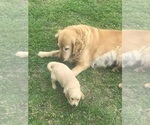Small Photo #1 Golden Retriever Puppy For Sale in WACO, TX, USA