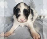 Puppy 2 Aussiedoodle-Poodle (Standard) Mix