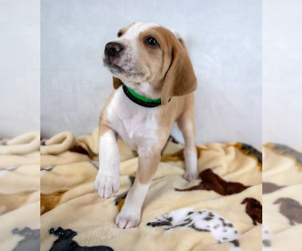 Medium Photo #4 Mutt Puppy For Sale in Kennesaw, GA, USA