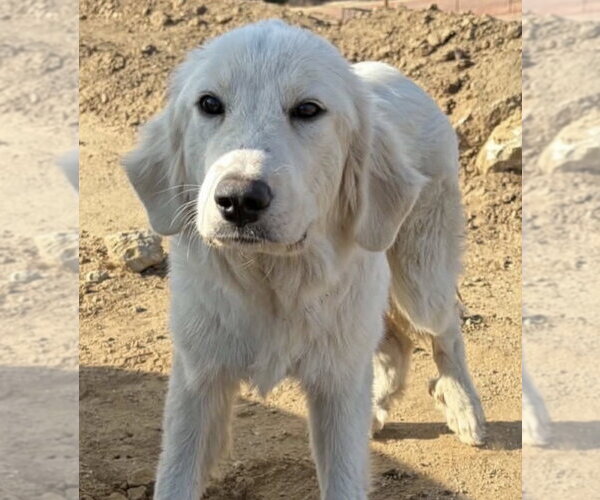 Medium Photo #1 Great Pyrenees-Unknown Mix Puppy For Sale in Dana Point, CA, USA