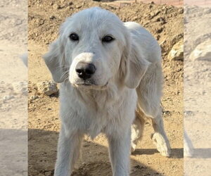 Great Pyrenees-Unknown Mix Dogs for adoption in Dana Point, CA, USA