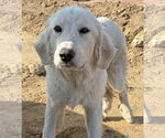 Aspen - Female Great Pyrenees-Unknown Mix Dog for Adoption - Small photo