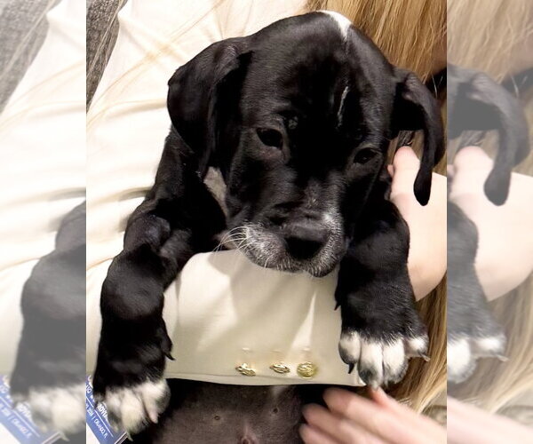 Medium Photo #2 Mutt Puppy For Sale in Sanford, FL, USA