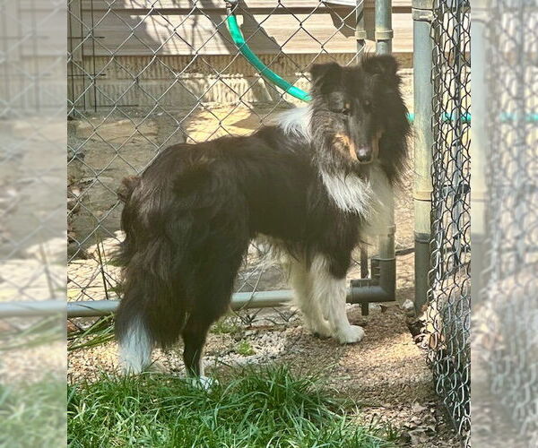Medium Photo #2 Mutt Puppy For Sale in Wamego, KS, USA