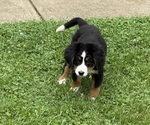 Small Photo #3 Bernese Mountain Dog Puppy For Sale in SPRINGFIELD, OH, USA