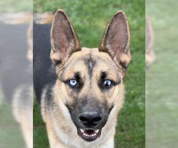 Medium Photo #1 Gerberian Shepsky Puppy For Sale in Canton, CT, USA