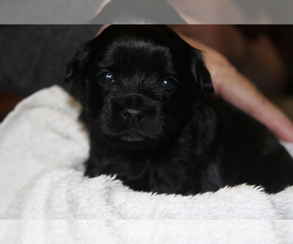 Medium Photo #6 ShihPoo Puppy For Sale in BAYPORT, MN, USA