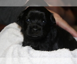 Small Photo #6 ShihPoo Puppy For Sale in BAYPORT, MN, USA