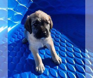 Goldendoodle-Mastiff Mix Puppy for sale in OREGON HOUSE, CA, USA