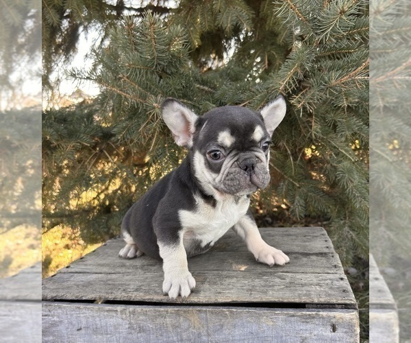 Medium Photo #4 French Bulldog Puppy For Sale in MIDDLEBURY, IN, USA
