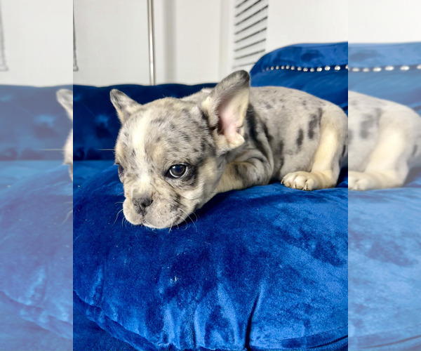 Medium Photo #5 French Bulldog Puppy For Sale in MANCHESTER, NH, USA