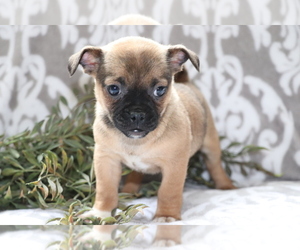 Jack Russell Terrier-Unknown Mix Puppy for sale in SHILOH, OH, USA