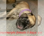 Small Photo #6 Mastiff Puppy For Sale in OXNARD, CA, USA