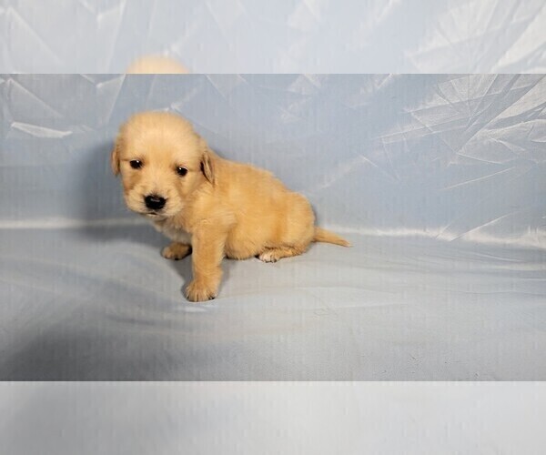 Medium Photo #2 Golden Retriever Puppy For Sale in FALCON, CO, USA