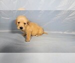 Small #1 Golden Retriever
