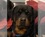 Small Photo #1 Rottweiler Puppy For Sale in VIOLA, AR, USA