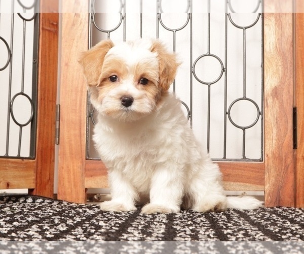 Medium Photo #3 Maltipoo (Miniature) Puppy For Sale in NAPLES, FL, USA