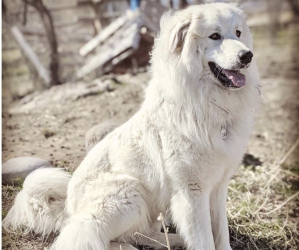 Medium Photo #1 Great Pyrenees Puppy For Sale in LONGMONT, CO, USA