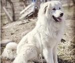 Small Photo #1 Great Pyrenees Puppy For Sale in LONGMONT, CO, USA