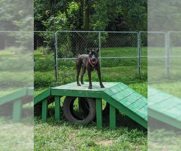 Medium Photo #16 American Pit Bull Terrier-Mountain Cur Mix Puppy For Sale in Calhoun, GA, USA
