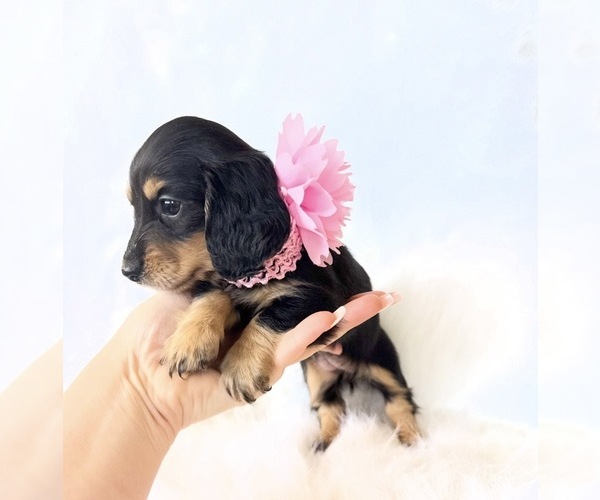 Medium Photo #6 Dachshund Puppy For Sale in DAVIS, CA, USA