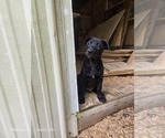 Small #4 Belgian Malinois