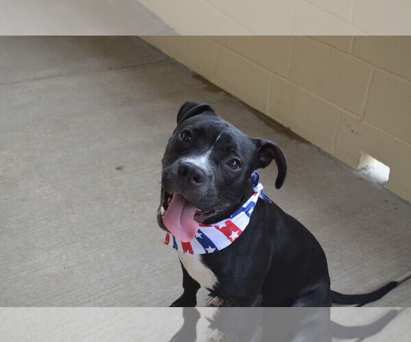 Medium Photo #3 American Pit Bull Terrier-Unknown Mix Puppy For Sale in McKinney, TX, USA