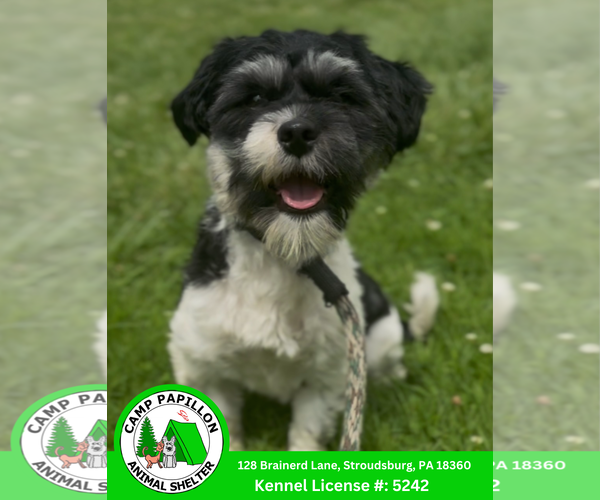 Medium Photo #1 Havanese Puppy For Sale in Stroudsburg, PA, USA