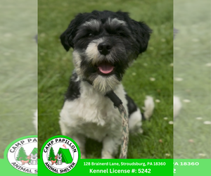 Havanese Dogs for adoption in Stroudsburg, PA, USA