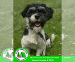 Small Havanese