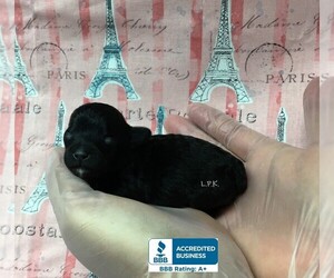 Schnoodle (Miniature) Puppy for sale in WINNSBORO, LA, USA