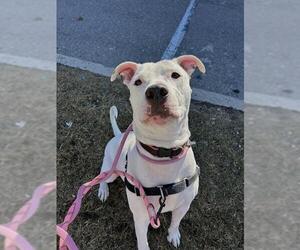BARNEY - Male American Bulldog Dog for Adoption - Photo #2
