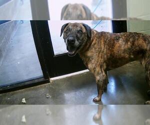 Plott Hound Dogs for adoption in Tulsa, OK, USA