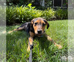 Small #10 Labrador Retriever Mix