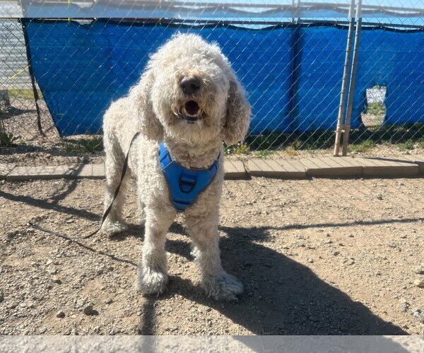 Medium Photo #10 Labradoodle Puppy For Sale in Pacolet, SC, USA