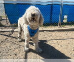 Small #9 Labradoodle
