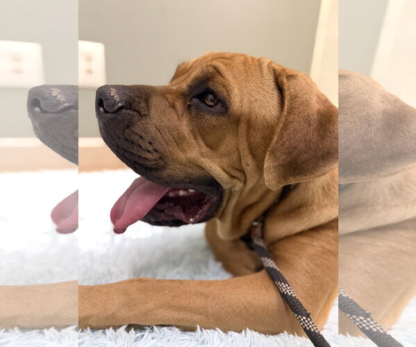Medium Photo #1 Mastiff Puppy For Sale in Goodyear, AZ, USA