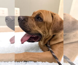 Mastiff Dogs for adoption in Goodyear, AZ, USA